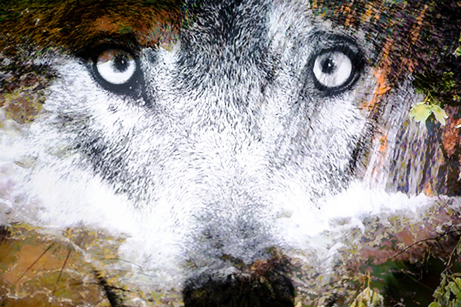 Der Wolf als Sujet in der Kunst: Das Bild stammt aus der Serie Wolfsaugen (2021) der Künstlerin Brigitt Bürgi (©️).